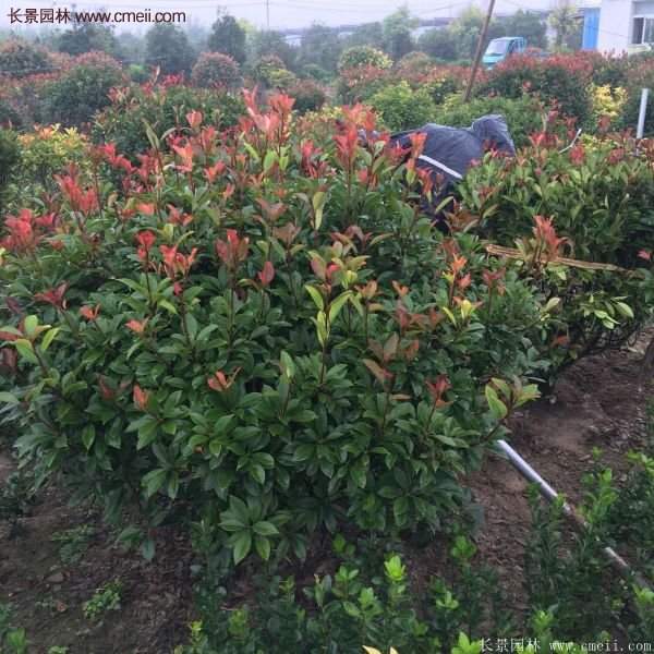 沭陽紅葉石楠的規(guī)格 沭陽紅葉石楠的規(guī)格