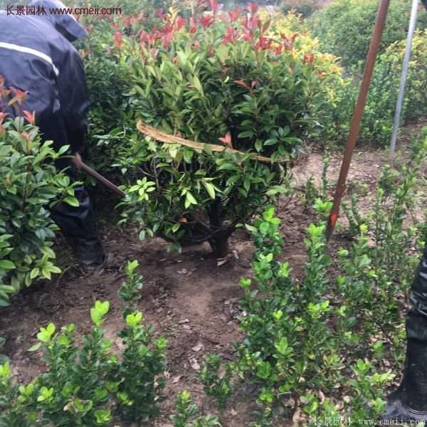 沭陽紅葉石楠的規(guī)格 沭陽紅葉石楠的規(guī)格