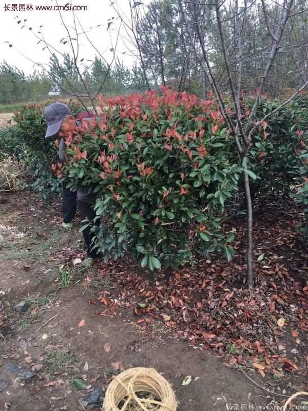 沭陽(yáng)紅葉石楠 沭陽(yáng)紅葉石楠