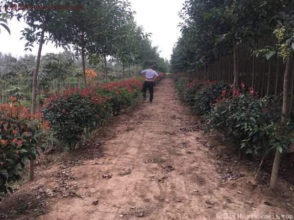 沭陽(yáng)紅葉石楠 沭陽(yáng)紅葉石楠