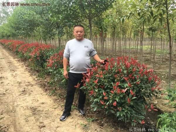 沭陽(yáng)紅葉石楠 沭陽(yáng)紅葉石楠