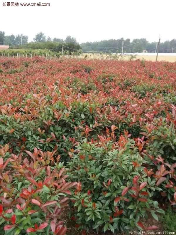 沭陽基地紅葉石楠的價格 沭陽基地紅葉石楠的價格