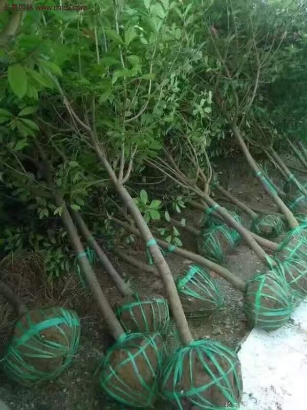 沭陽(yáng)長(zhǎng)景園林基地的紅葉石楠 沭陽(yáng)長(zhǎng)景園林基地的紅葉石楠