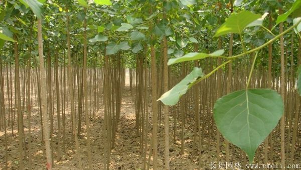 便宜的楊樹苗哪里有賣？