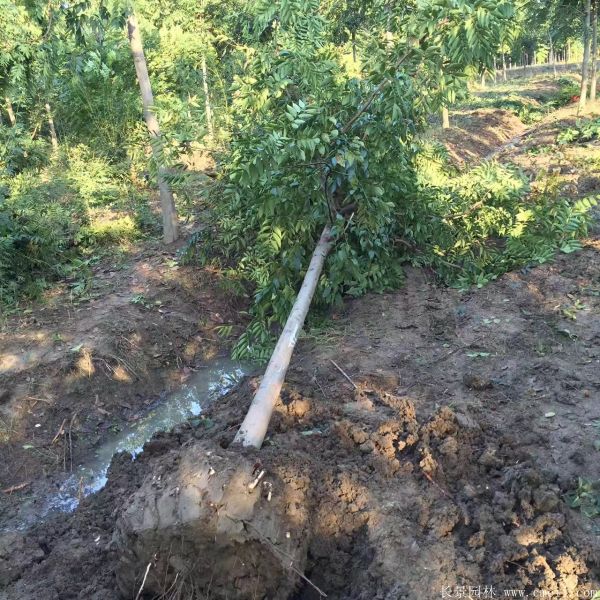 黃山欒樹(shù)圖片黃山欒樹(shù)基地