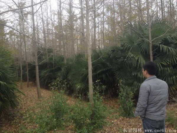 棕樹圖片棕樹基地實(shí)拍