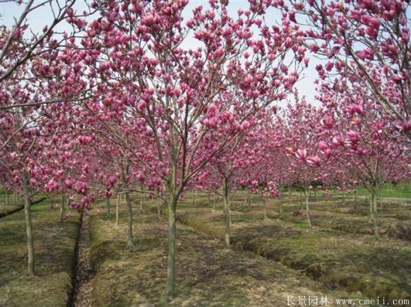 紫玉蘭圖片紫玉蘭基地實拍 紫玉蘭圖片紫玉蘭基地實拍