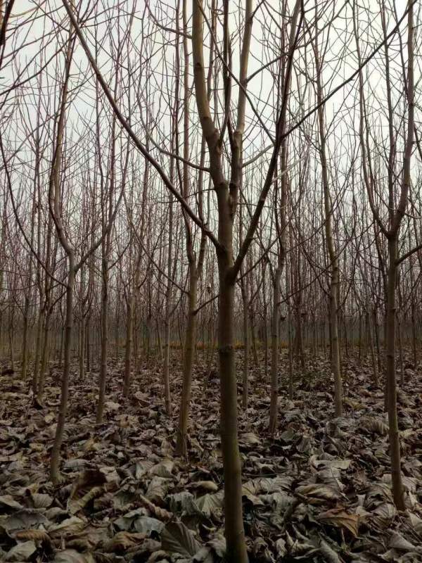 白玉蘭圖片白玉蘭基地實拍 白玉蘭圖片白玉蘭基地實拍