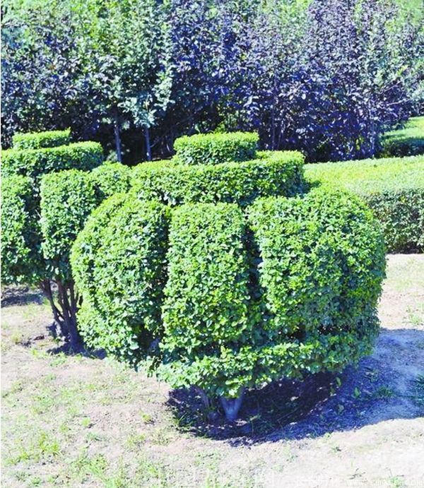 小葉女貞造型樹圖片基地實拍 小葉女貞造型樹圖片基地實拍