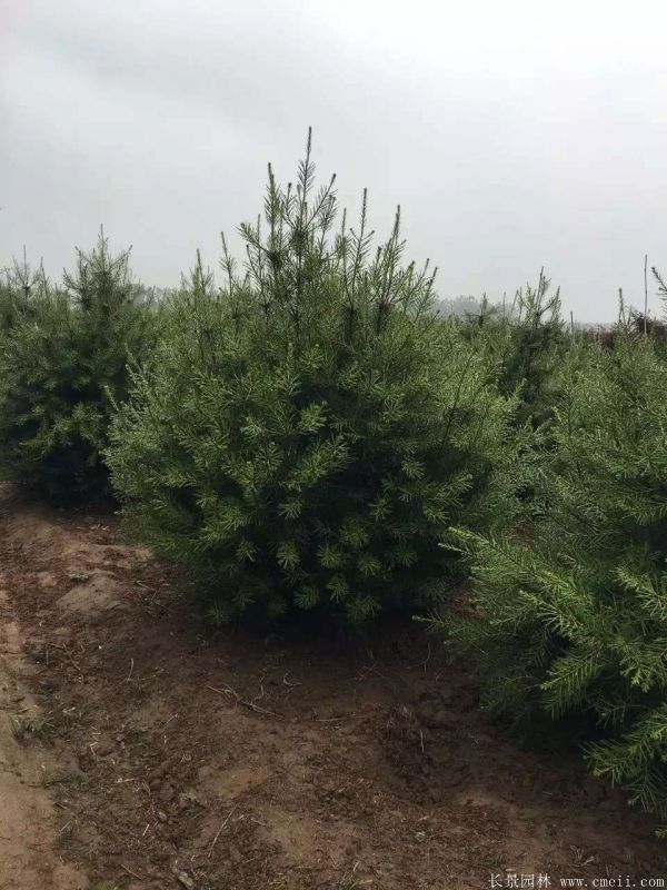 白皮松圖片白皮松基地實拍 白皮松圖片白皮松基地實拍