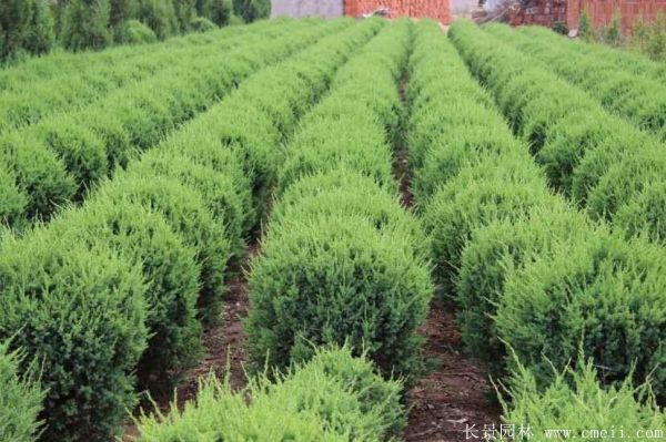 檜柏球圖片基地實拍 檜柏球圖片基地實拍