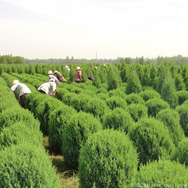 檜柏球圖片基地實拍 檜柏球圖片基地實拍