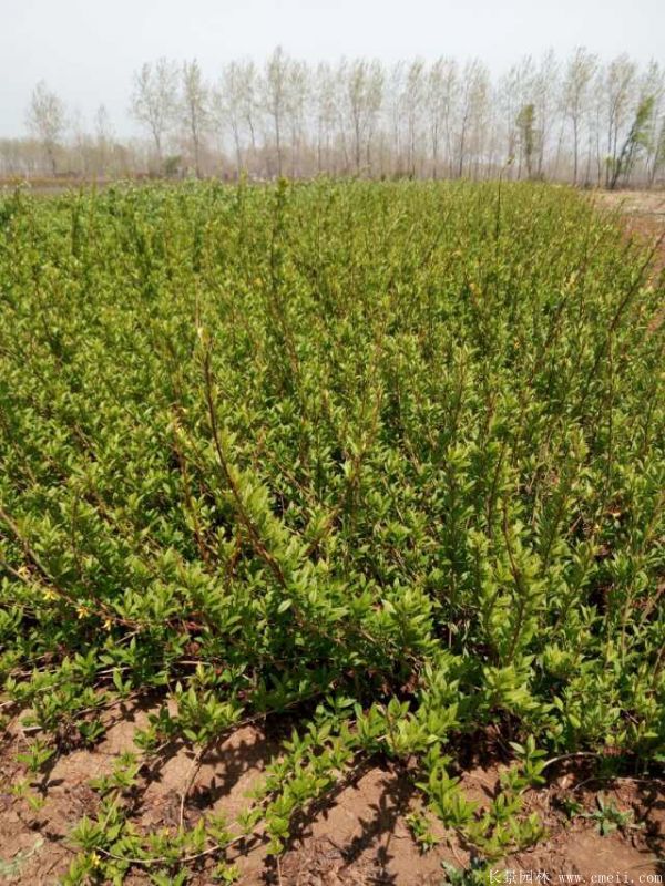 連翹圖片基地實拍 連翹圖片基地實拍