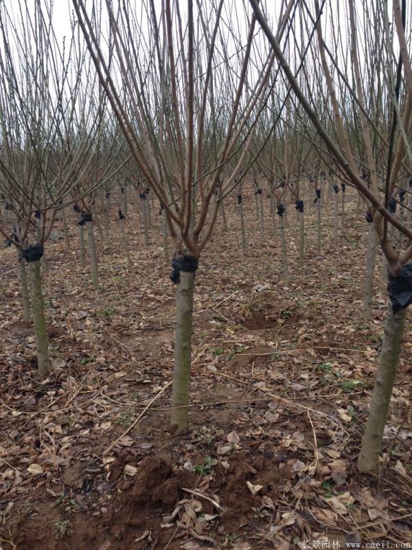紅梅樹紅梅花圖片基地實(shí)拍