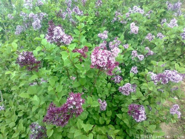 丁香圖片基地實(shí)拍 丁香圖片基地實(shí)拍