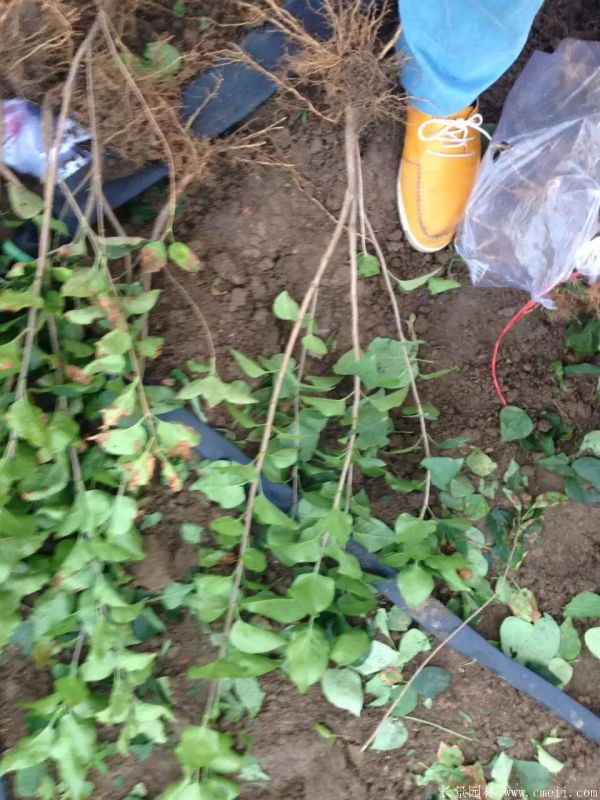 丁香圖片基地實(shí)拍 丁香圖片基地實(shí)拍