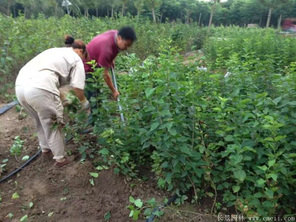 丁香圖片基地實(shí)拍 丁香圖片基地實(shí)拍