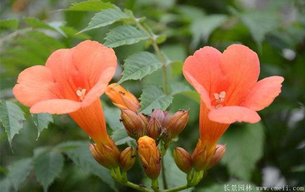 凌霄花圖片基地實(shí)拍 凌霄花圖片基地實(shí)拍