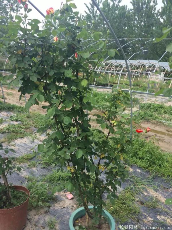 藤本月季圖片基地實(shí)拍 藤本月季圖片基地實(shí)拍