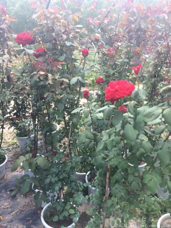 藤本月季圖片基地實(shí)拍 藤本月季圖片基地實(shí)拍