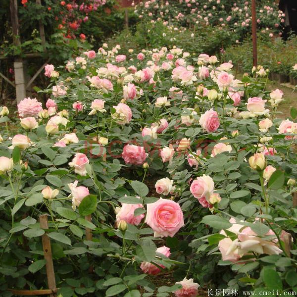 藤本月季圖片基地實(shí)拍 藤本月季圖片基地實(shí)拍