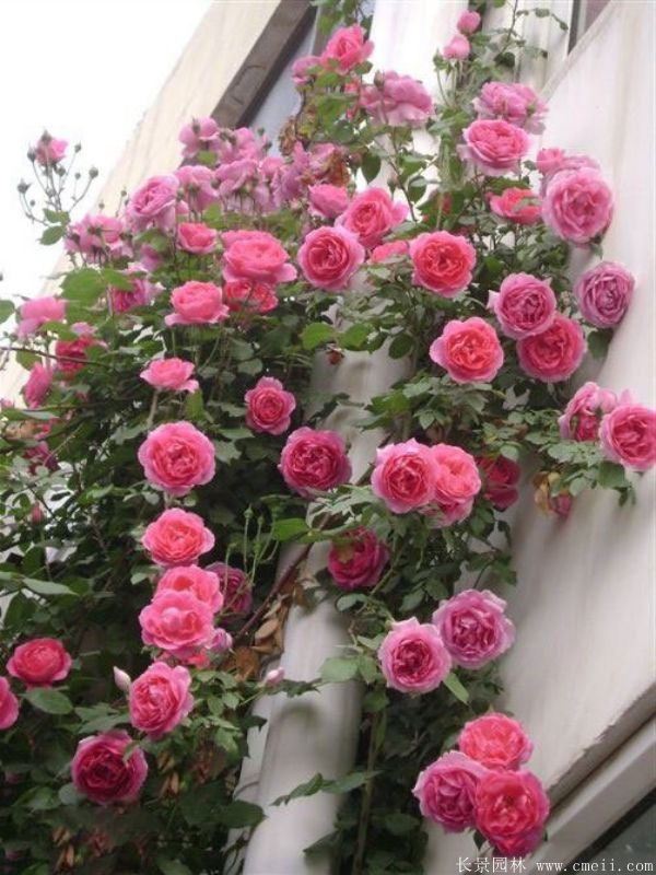 藤本月季圖片基地實(shí)拍 藤本月季圖片基地實(shí)拍