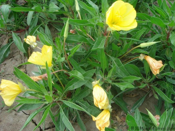 夜來(lái)香 夜來(lái)香