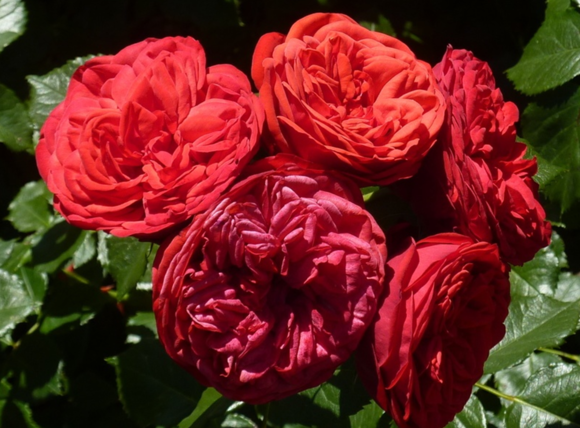 鋼琴、鋼琴系列