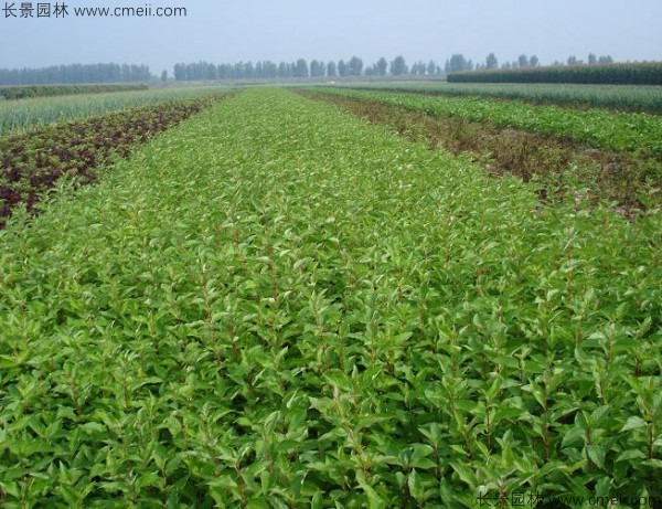 紅瑞木種子發芽出苗圖片