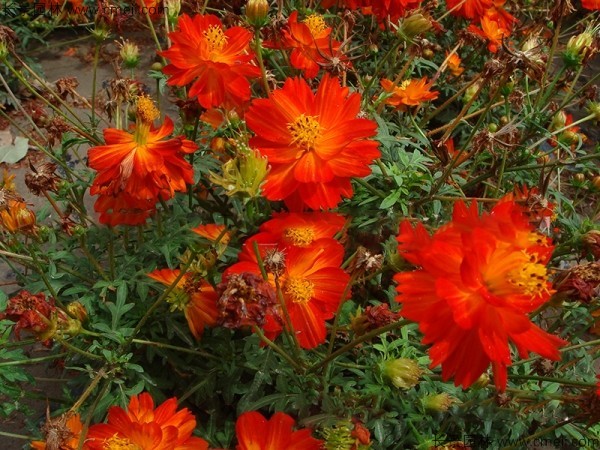 硫華菊種子發芽出苗圖片 硫華菊種子發芽出苗圖片