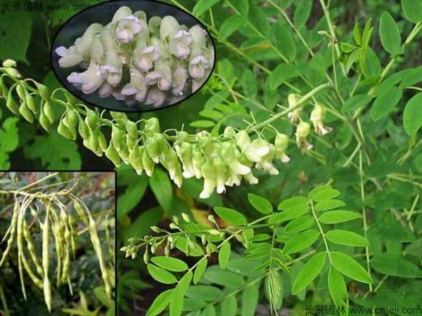 苦參種子發芽出苗圖片