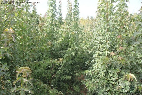 三角楓種子發(fā)芽出苗圖片 三角楓種子發(fā)芽出苗圖片