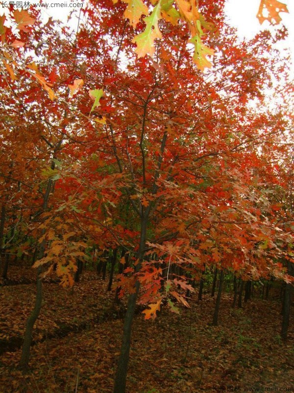 橡樹種子發芽出苗圖片