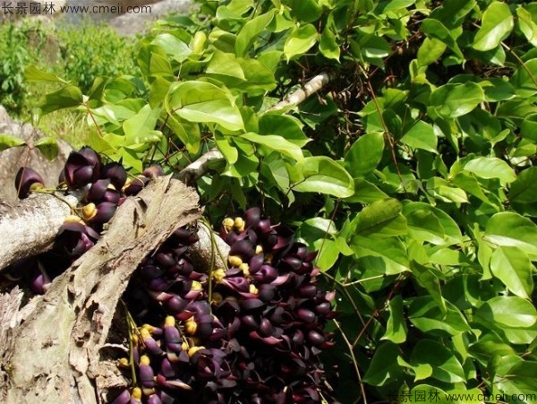 油麻藤開(kāi)花樹葉樹藤圖片