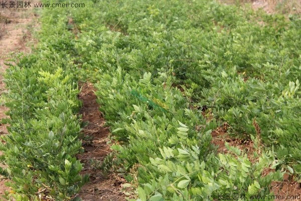 紫藤種子發芽出苗圖片