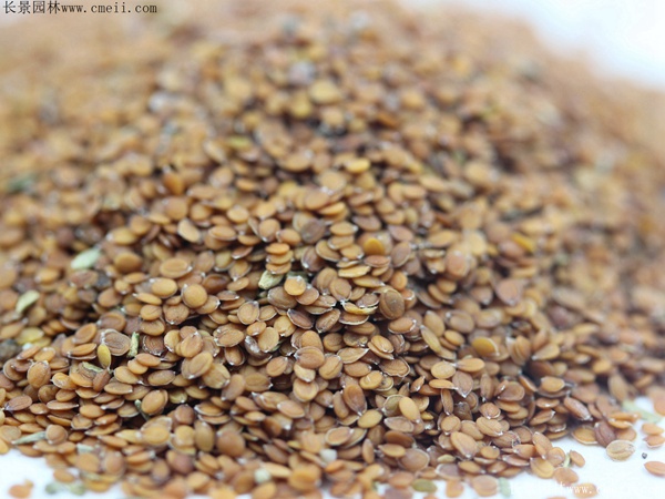 香雪球種子圖片 香雪球種子圖片