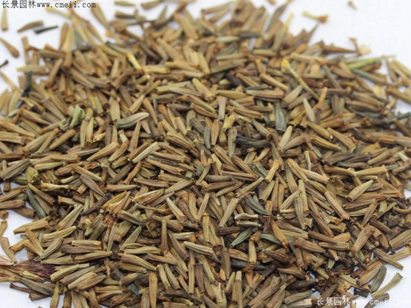 除蟲菊種子圖片 除蟲菊種子圖片