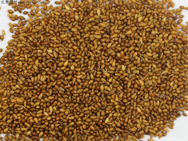 三色堇種子圖片 三色堇種子圖片