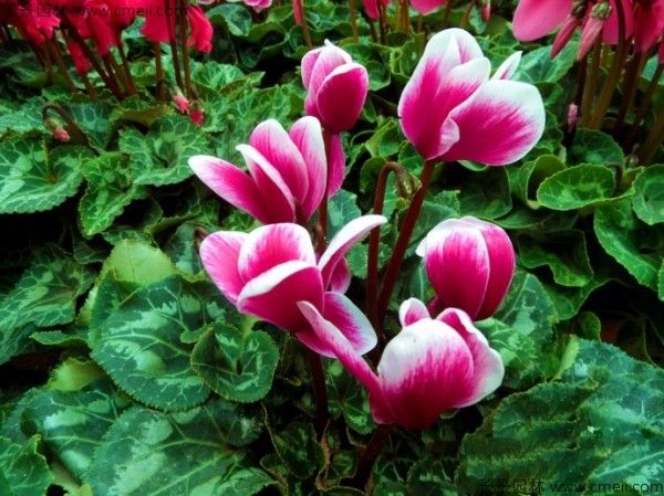 仙客來(lái)種子發(fā)芽出苗開花圖片