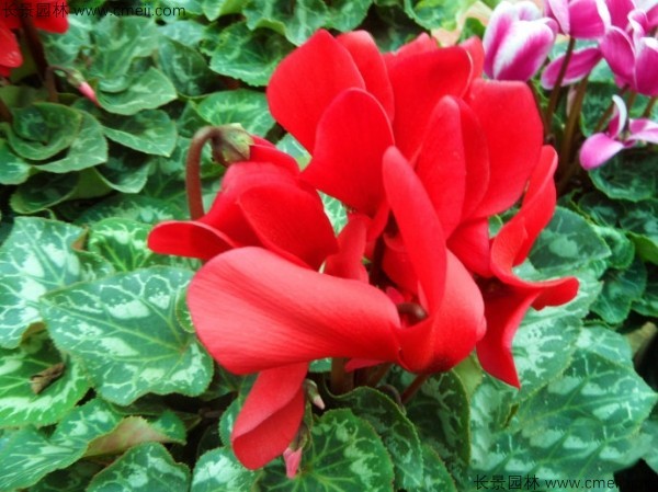 仙客來(lái)種子發(fā)芽出苗開花圖片