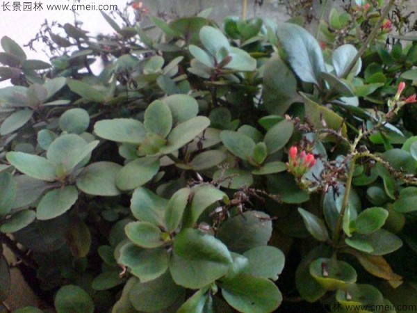 長(zhǎng)壽花種子 長(zhǎng)壽花種子