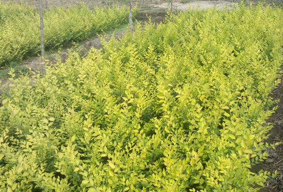 金葉榆扦插苗 金葉榆扦插苗