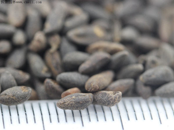 羽葉鶯蘿種子 羽葉鶯蘿種子