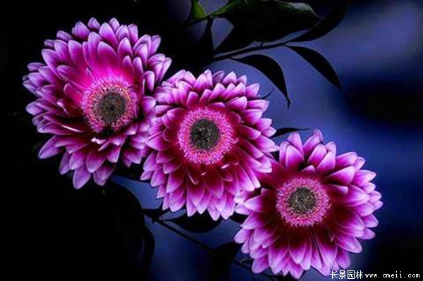 紫色向日葵 紫色向日葵