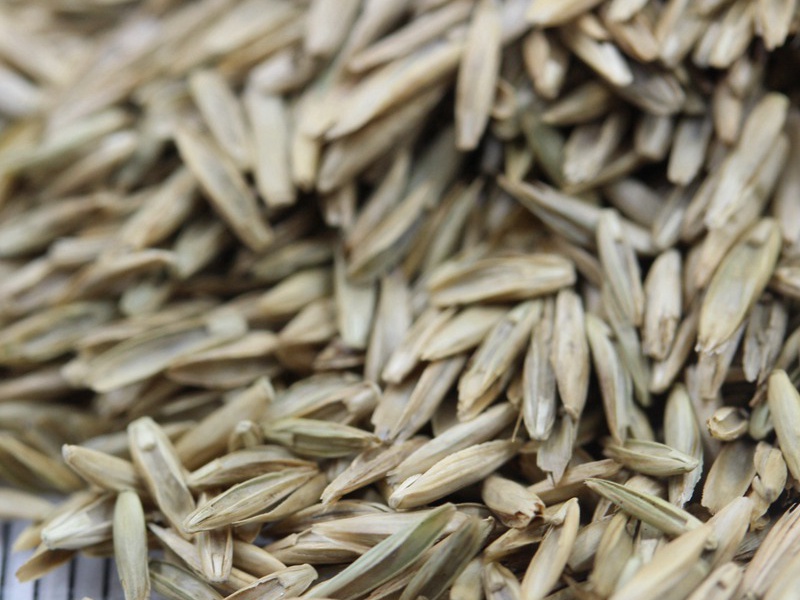 護坡多年生黑麥草 護坡多年生黑麥草