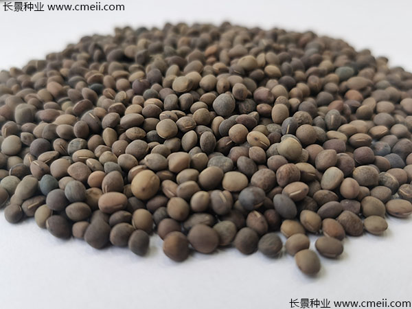 箭筈豌豆種子實拍圖片 箭筈豌豆種子實拍圖片