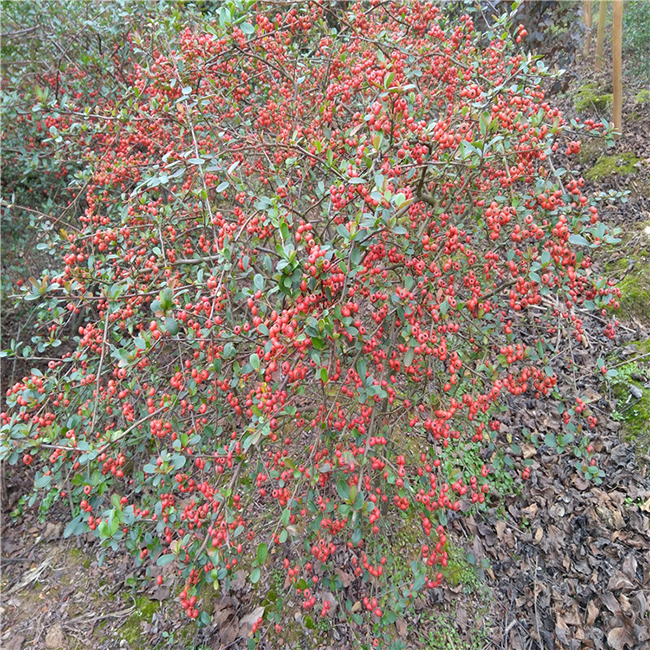 1634714134454459.jpg src=http___cbu01.alicdn.com_img_ibank_2020_072_351_13293153270_1708841509.jpg&refer=http___cbu01.alicdn.jpg