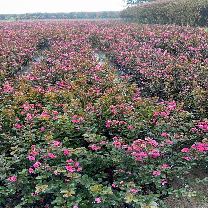 長景園林矮紫薇 長景園林矮紫薇