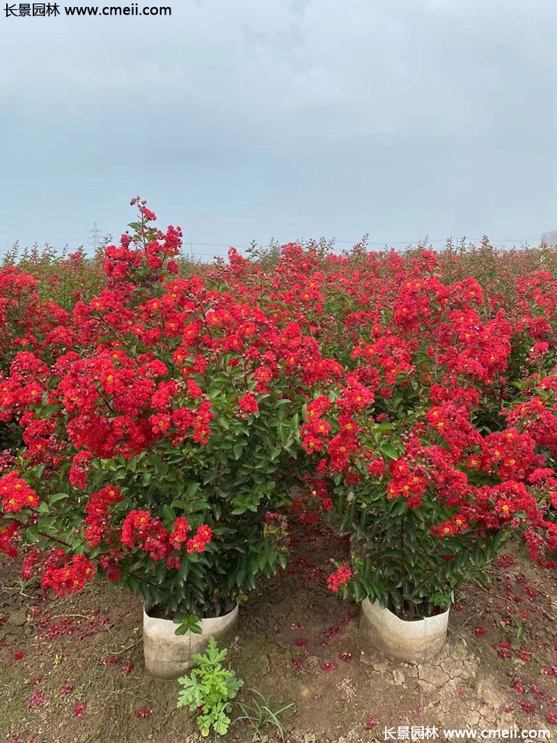 長景園林矮紫薇 長景園林矮紫薇