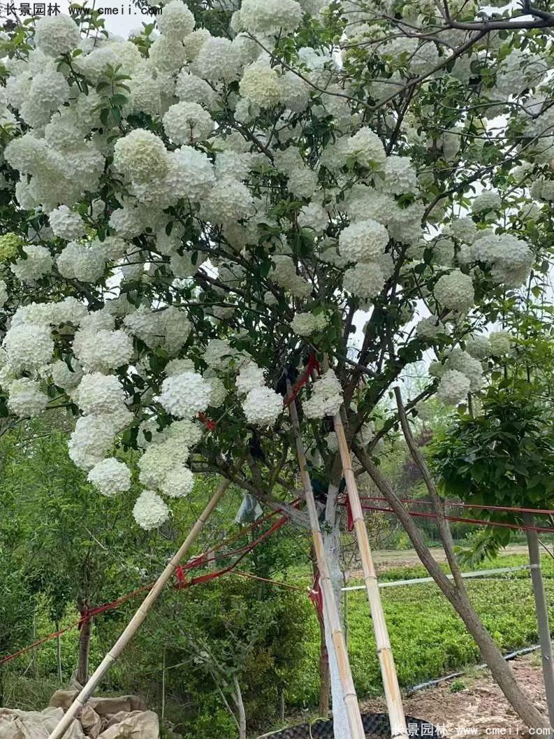 中華木繡球基地實拍圖片